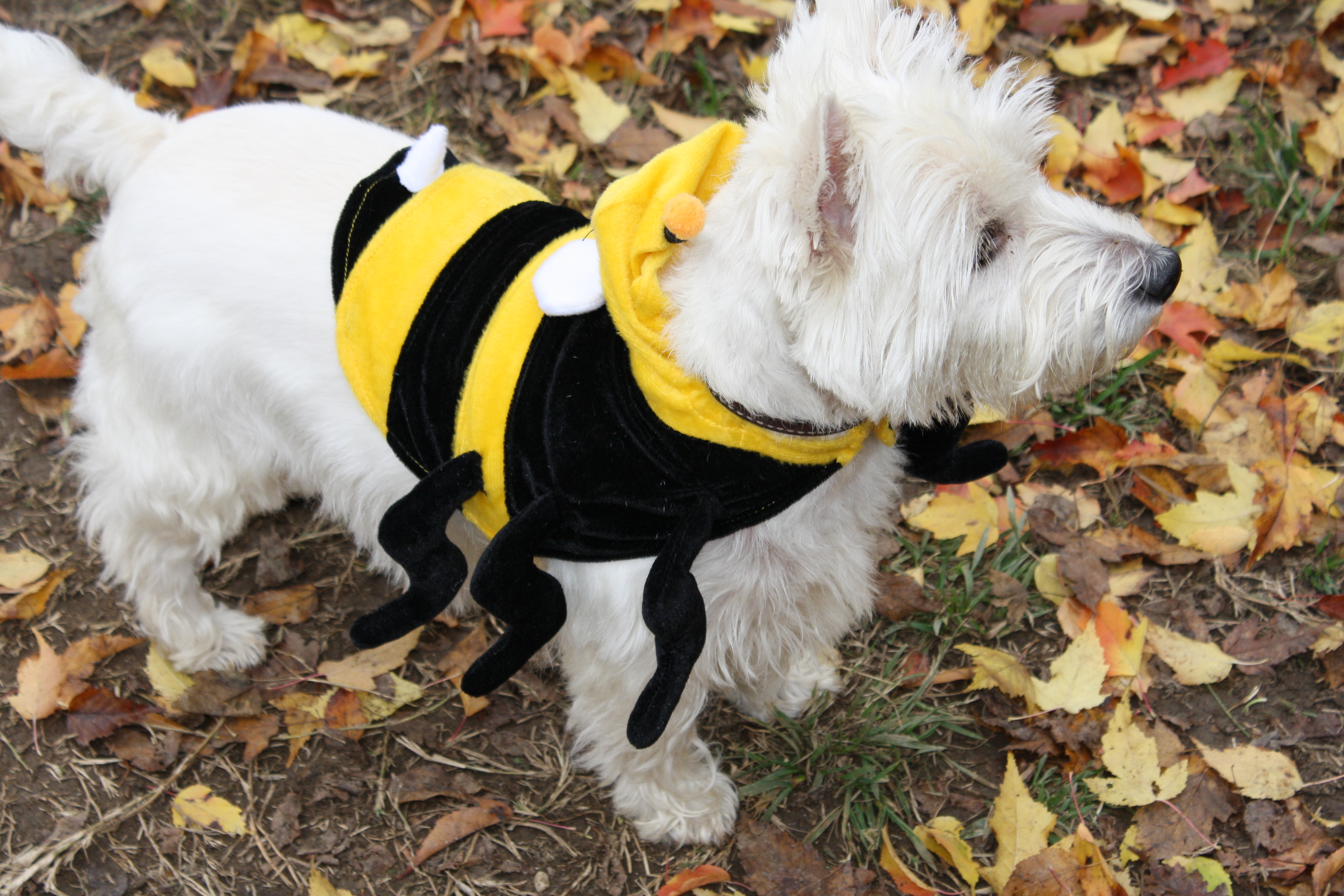 Shoon-Zhu the bumble-bee